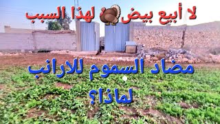 الحلقة 416.🦃🐇 لهذا السبب لا ابيع بيض الديك الرومي 🦃 و معلومة مهمة جدا عن مضاد السموم للأرانب🐇