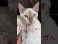 【子猫動画】ホワイトベンガル　生後4ヶ月！　アイドル 　ベンガル猫　ネコ　ねこ　 cat bengalcat ベンガル ベンガル猫 ベンガル子猫 子猫 bengal 猫