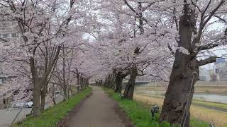 足羽川の桜並木（福井市）　　　　　　　　　　　　　　　　　