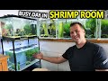 Busy Day In The Shrimp Room: Update on all my Shrimp Tanks!