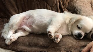 A white dog sleeping on mom's arm, relaxing and sleeping very happily.