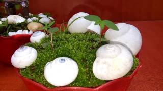 Growing Moss for Garden and Making a beautiful Moss Pot at home//GREEN PLANTS