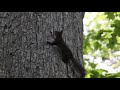 20180623　エゾリスの鳴き声