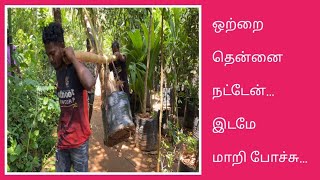 ஒற்றை தென்னை மரம் தான் நட்டேன் அந்த இடமே மாறிப்போச்சு | Big Coconut Plant Plantation