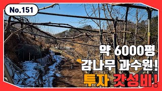 약6000평 과수원이 가격 저렴하게 잘 나왔습니다 농사에 필요한 집기류부터 관리동까지 전부 일괄 매매 드리는 토지 매매! 진주문산상문리 감나무과수원 매매 진주과수원매매 진주토지매매