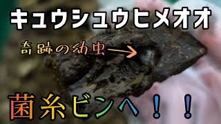 キュウシュウヒメオオの幼虫を菌糸ビンに投入していく!!　