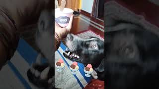 Appu ice cream ah kodunga pa (like ice cream)🍦🐶#dog #trending #funny #comedy  #@anukavitha4899