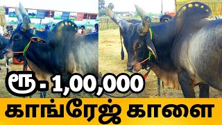 kankrej bull காங்ரேஜ் காளை