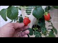 Vertical Garden, How to Make Strawberry Tower step by step