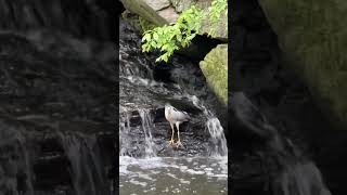 Black-crowned night heron at Glen Span Arch, Central Park, NYC, on 21st May 2023