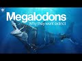 The Truth Behind Why Megalodon Went Extinct | Encyclopaedia Britannica