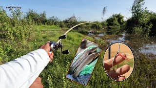 Snakehead Fishing in the Morning time is the Best