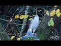 絶対王者 オオタカ 再編集版【閲覧注意】the absolute champion the goshawk. 石神井公園 12月下旬