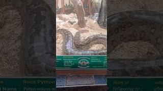 😱😱 snake chhatbir zoo #shorts