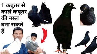 1 कबूतर से नस्ल कैसे बनाएं//Kale kabutar ki nasl kaise banae // काले कबूतर की नस्ल कैसे बनाएं