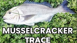 BEST METHOD TO MAKE A MUSSELCRACKER TRACE