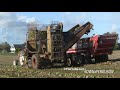 international 824 working hard in the field w rational sugarbeet harvester danish agriculture