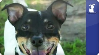 Doglopedia - Jack Russell Terrier