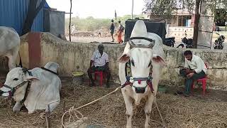 వద్దిరాల గ్రామం సీనియర్స్ విభాగానికి పోటీకి వచ్చినవి మార్తల చంద్రఓబు రెడ్డి గారు సర్పంచ్