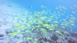 今日のヨスジフエダイ★ TAKUDIVE石垣島