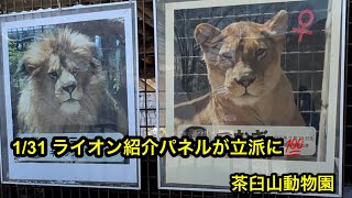 1/31 茶臼山動物園のライオン紹介パネル変わってた❣️