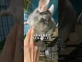 【タイタニック】全力カイカイモードでカイカイを受け入れるチンチラ＃chinchilla＃チンチラ＃shorts