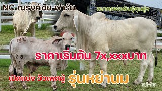 ์NC เปิดแบ่งวัวเพศผู้รุ่นหย่านม ราคาเริ่มต้น 7x,xxxบาท สนใจติดต่อสอบถาม 061-508-9949 (พี่ฮาย)