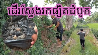 ធ្វើដំណើរស្វែងរកផ្សិតដំបូក