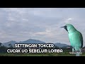 Setingan Tokcer Cucak Hijau Sebelum Lomba