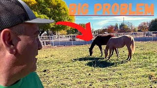 WE HAVE A HUGE PROBLEM and maybe YOU have a TIP that could HELP!