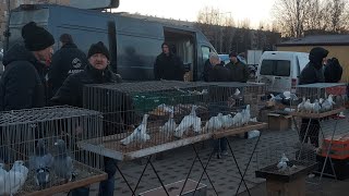 GOŁĘBIE💥 TARG RYNEK W ELBLĄGU BARDZO DUŻY 💥ZAPRASZAM NA FILM 👍