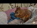 Бельчонок отдохнул и играет 🤪 playful squirrel