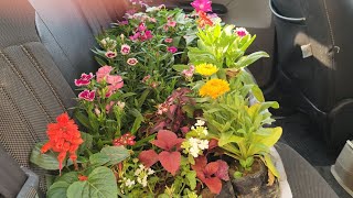 Winter flowering plants shopping || गाडी भर के ठंड के पौधे खरीद लिये आज तो🌱💓