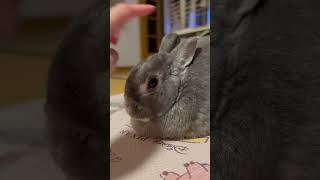 リラックスしてるのに飼い主に遊ばれて無言の圧で睨むうさぎさん #cute  #うさぎ