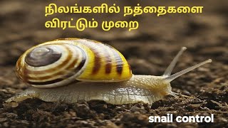 நிலங்களில் நத்தைகளை அழிக்கும் முறை#நத்தை கட்டுப்பாடு # Gardening Tips #Success Stories#farming