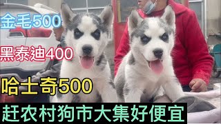 今天农村狗市的狗真便宜，金毛500，泰迪400，哈士奇500，真值啊