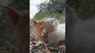 【パロディ】恐怖映像テイストなキャンプ動画（キャンプ場の猫編） #ソロキャンプ #キャンプ #Shorts【チャンネル登録お願いします】