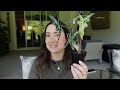 unboxing a rare wishlist alocasia rare foliage plant co