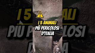 I 5 ANIMALI PIÙ PERICOLOSI D’ITALIA🕷️