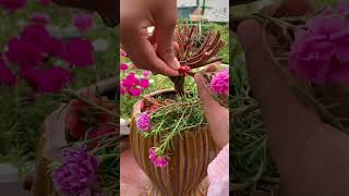 Technique grafting portulaca flower so pretty colorful #bonsai #garden #shortvideo #nature