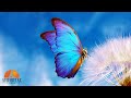 🦋Calming Morning Music - 528Hz Repair DNA & Negative Energy - The Road To Happiness & Health