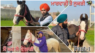 ਘੋੜੀ ਨੁਕਰੀ ਤੇ ਮਾਰਵਾੜੀ || Horse 🐎 Mare Vlog || Mallian Visit || part-1 || Sukhnoor || Ramgahria ||