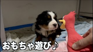 仔犬達におもちゃ与えてみました！