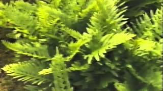 Fascinating Ferns 1991