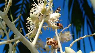 Pollinator Honey Bee ការធ្វើដំណើរលំអងរបស់ឃ្មុំ