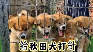 給兩個月大的秋田犬打針扎疫苗，特別乖的配合，打完就跑去玩喜歡的玩具了【劉哥在農村】