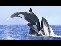 This Is Why All Whales Are Afraid of Orca