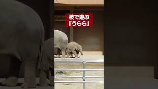 枝で遊ぶ『うららちゃん』💕#shorts #short #東山動物園 #動物園 #うらら