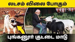 2 அடி மட்டும் வளரும் புங்கனூர் குட்டை மாடு | புங்கனூர் குட்டை ரக மாடு விலை