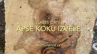 Apses izlases cirtē. Koku izvēle